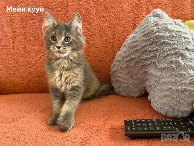 Мейн куун, снимка 2 - Мейн кун - 32931496