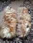 Продавам два пухени ръкава от палто от лисица, снимка 2