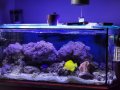 Морски аквариум, снимка 1 - Оборудване за аквариуми - 44118634