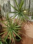 Продавам Палма драцена , снимка 2