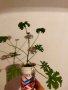 Индрише, лезетра разсад и големи растения, снимка 10