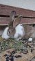 Холандски зайци, зайци Веселина и кръстоска, снимка 9