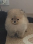 продавам померан , снимка 1