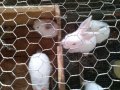 Зайци и заешко месо, снимка 2