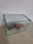 Малък аквариум , снимка 2