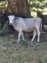 крави юници телета, снимка 5