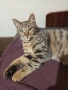 подарявам котета , снимка 1