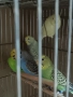 продавам папагали , снимка 3