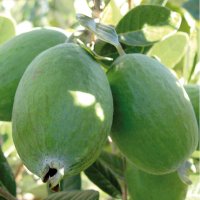 Фейхоа Ананасова Гуава Feijoa sellowiana, снимка 1 - Градински цветя и растения - 43870270