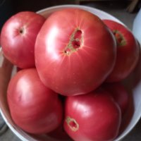 Семе розови домати , снимка 2 - Сортови семена и луковици - 43060512