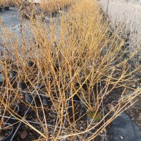 Корнус, Декоративен дрян, Cornus sericea 'Flaviramea', снимка 7 - Градински цветя и растения - 43950512