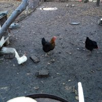 Петле шабо и кокошка супер харко, снимка 11 - Кокошки и пуйки - 42713149