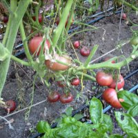 Разсад и семена от домат- тъмно червен  от Крим., снимка 6 - Сортови семена и луковици - 11528072