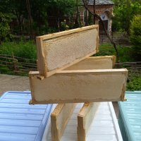  Билков мед на пита, снимка 2 - Пчелни продукти - 33238513