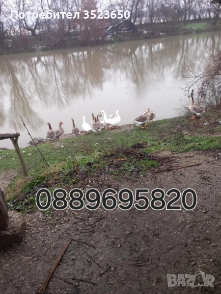 Продавам лебедови гъски , снимка 1