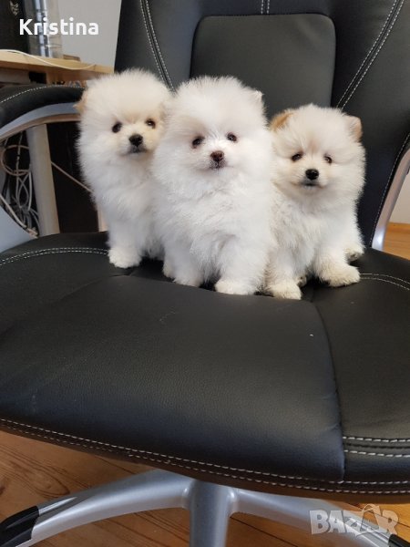 Померан померани померанчета, снимка 1