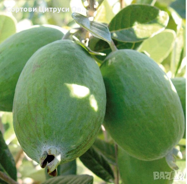 Фейхоа Ананасова Гуава Feijoa sellowiana, снимка 1