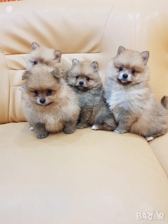 Померан померанчета Гр. София снимки от днес 05.12.2025г, снимка 1