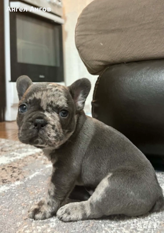 Мъжки френски булдог , снимка 1