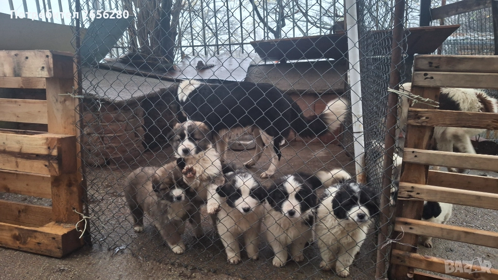 Каракачански овчарки, снимка 1