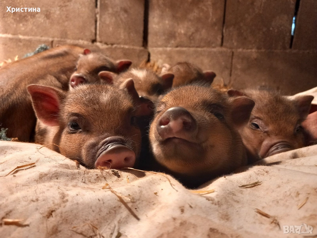 Виетнамски прасета, снимка 1