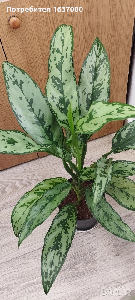 Аглаонема "Амелия" , снимка 1