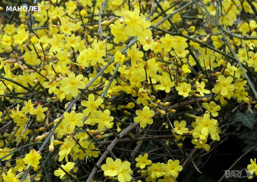 🌞❄️☃️Зимен жасмин🪷🪻🌹, снимка 1