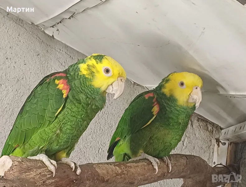 Двойка Оратрикси 7г., снимка 1