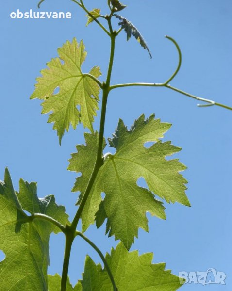 Свежи листа лоза💥, снимка 1