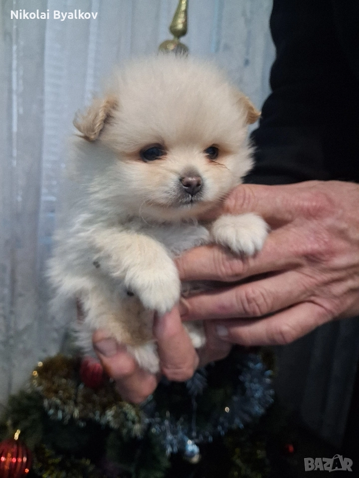 продавам кученца шпиц померан 2 момченца и 1 момиче, снимка 1