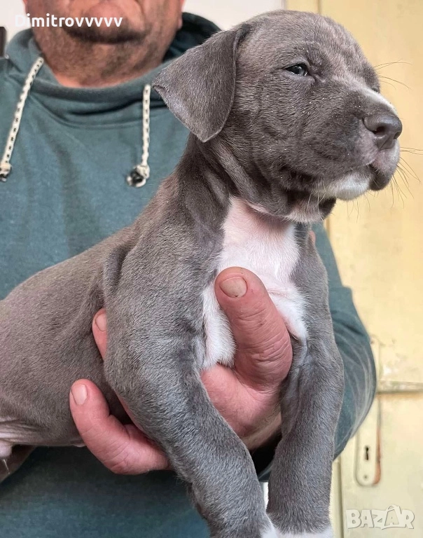 Продавам питбули, снимка 1