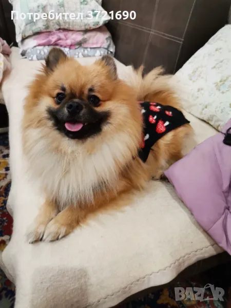 Померан-разплод , снимка 1