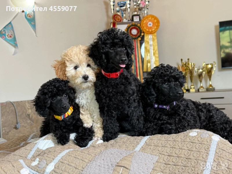 Елитни кученца той пудел – момиченца от шампионски линии, снимка 1