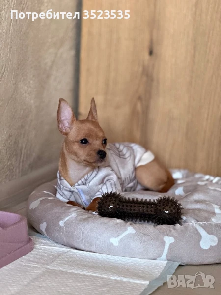 Кръстоска между пинчер и чихуахуа, снимка 1