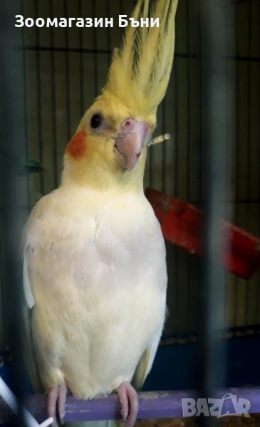 Корели, снимка 1