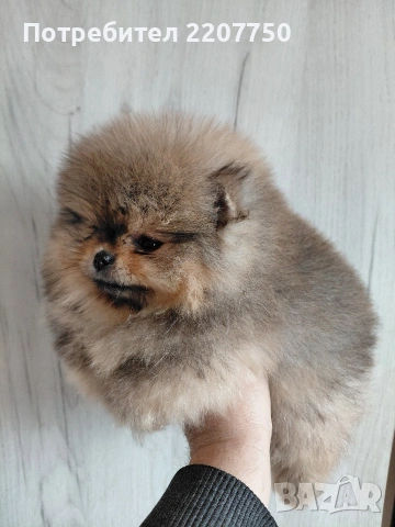 продавам померан , снимка 4 - Померан - 53388823