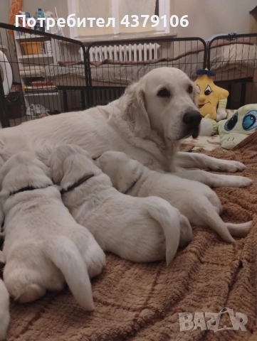 Голдън ретривър момче, снимка 7 - Голдън ретривър - 53087150