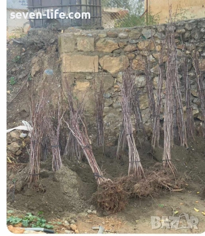 Фиданки медоносна липа и акация с наситен аромат , снимка 9 - Градински цветя и растения - 38344996