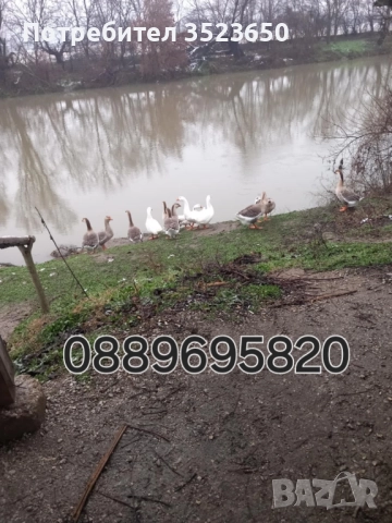 Продавам лебедови гъски 