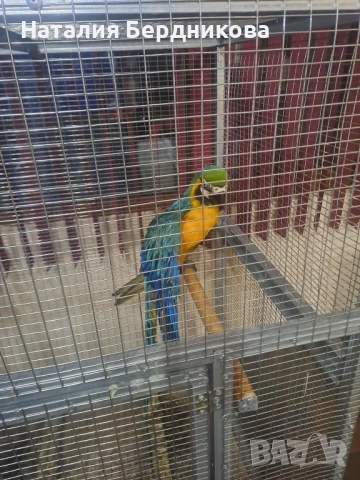 Синьо-жълта ара бебета, снимка 3 - Папагали - 51317087