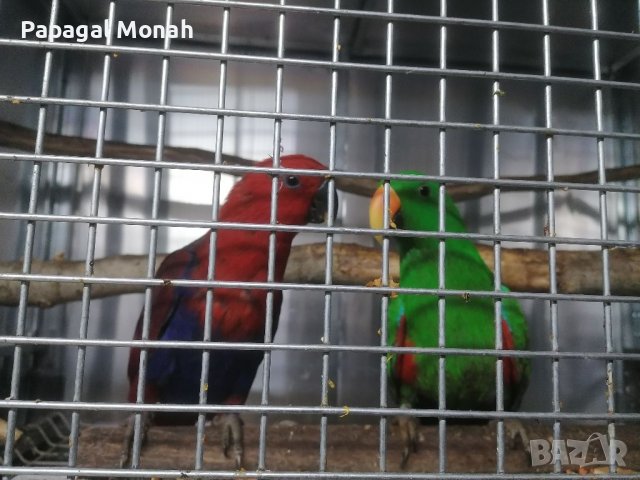Продавам папагали монаси корели какарики амазони еклектуси , снимка 8 - Папагали - 39796186
