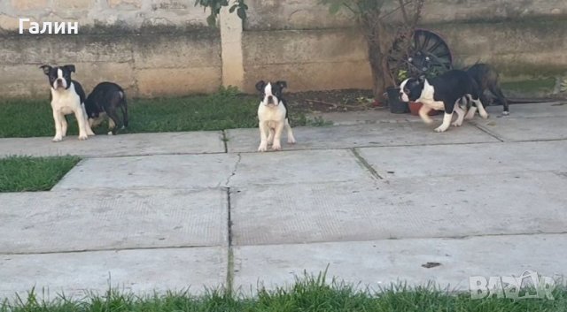 Бостън териер,Бостон териер, Бостън териер с родословие, снимка 6 - Други - 33815745