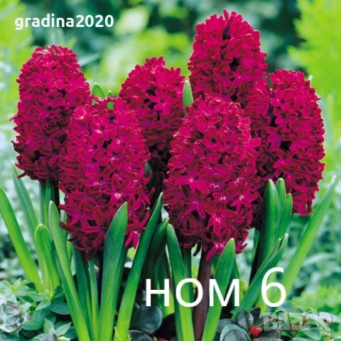   Луковици на Зюмбюл - 7 вида, снимка 5 - Разсади - 51456436