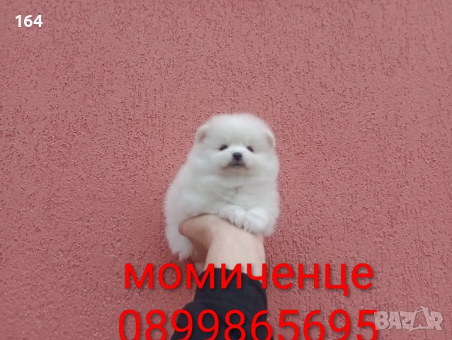 Бели Померани. Реални снимки от 05.01.26 г. , снимка 5 - Померан - 52932932