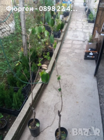 Мушмула , снимка 4 - Разсади - 43505790