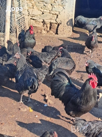 оплодени яйца от кокошки черен авсралорп , снимка 4 - Кокошки и пуйки - 52885276