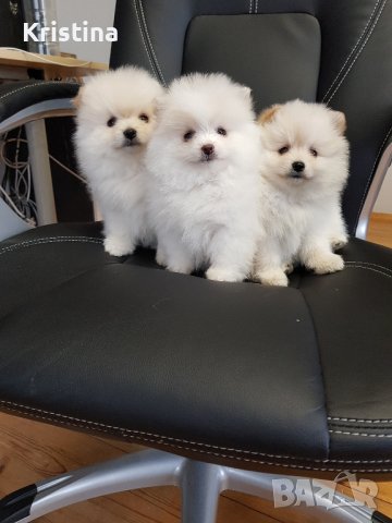 Померан померани померанчета