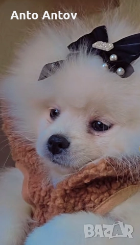 Померан женско, снимка 2 - Померан - 52909840