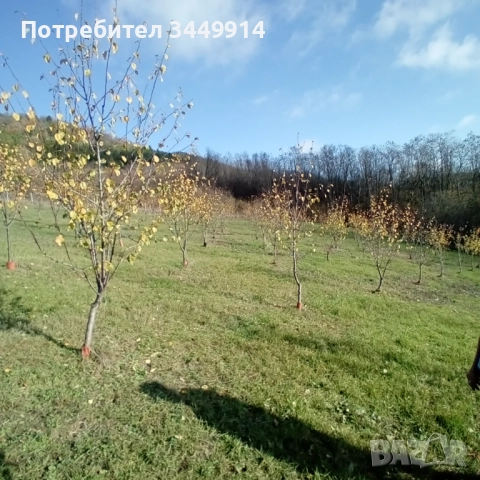 Овощни градини био- сливи до Правец, снимка 12 - Земеделска земя - 50220274