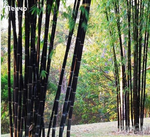 100 бр бамбукови семена градински растения Черен цвят бамбук Moso-Bamboo за декорация на градината д, снимка 17 - Сортови семена и луковици - 28091326